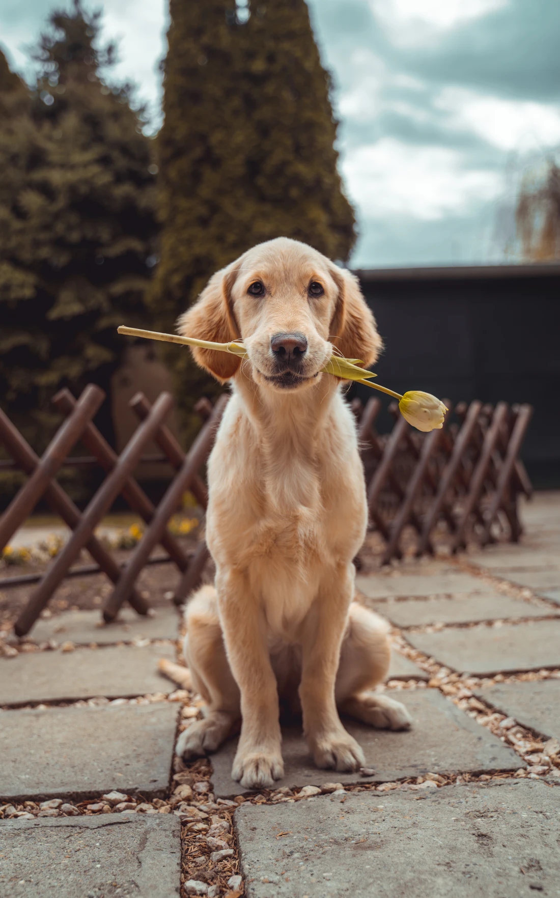 A golden retriever holding a tulip, waiting for a home